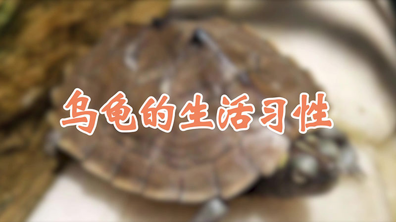 乌龟的生活习性