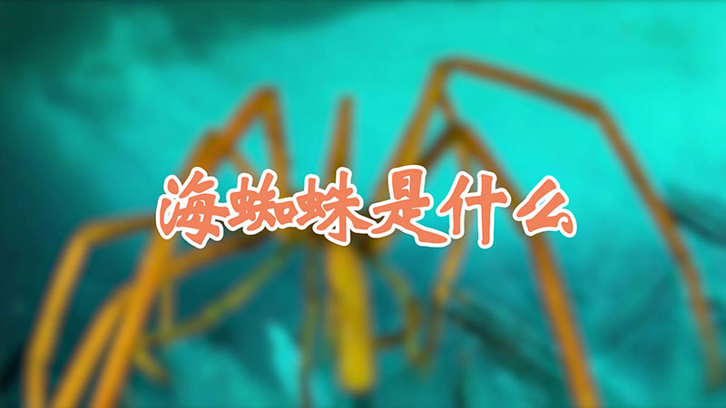 海蜘蛛是什么