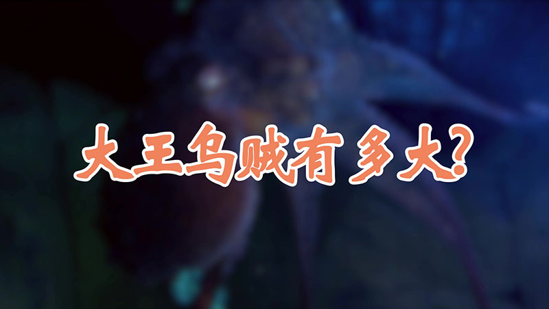 大王乌贼有多大?