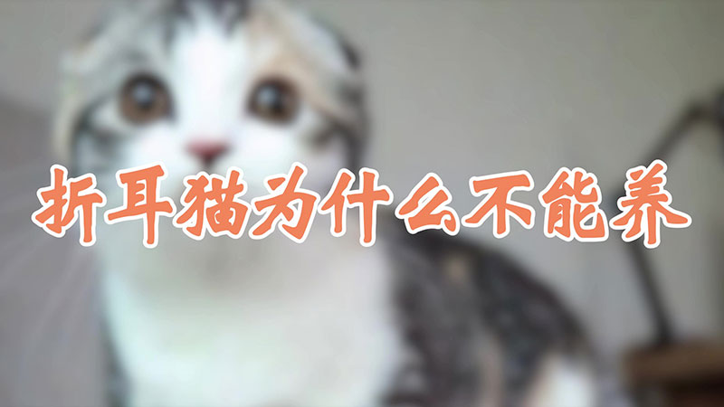 折耳猫为什么不能养