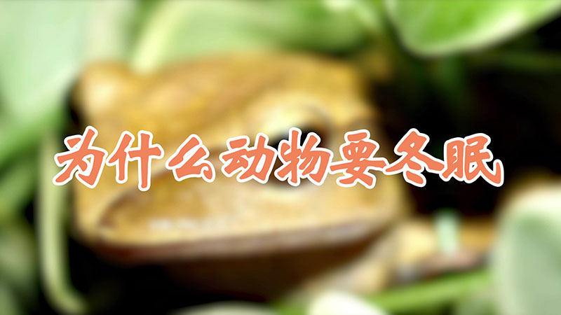 为什么动物要冬眠