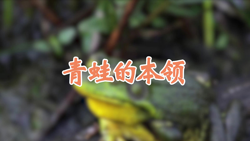 青蛙的本领