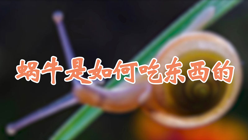 蜗牛是如何吃东西的