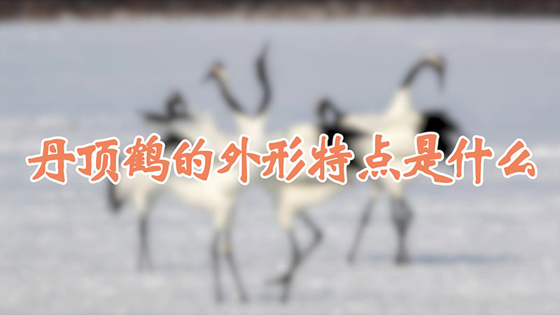 丹顶鹤的外形特点是什么