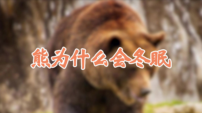 熊为什么会冬眠