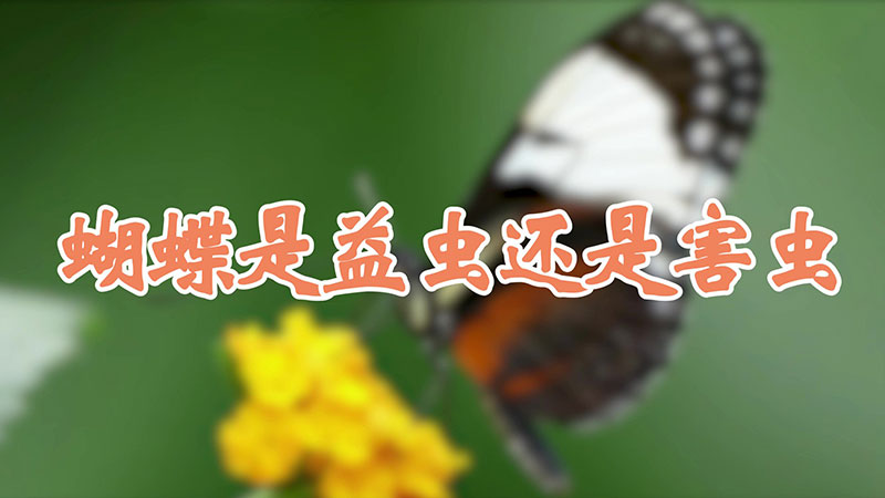 蝴蝶是益虫还是害虫