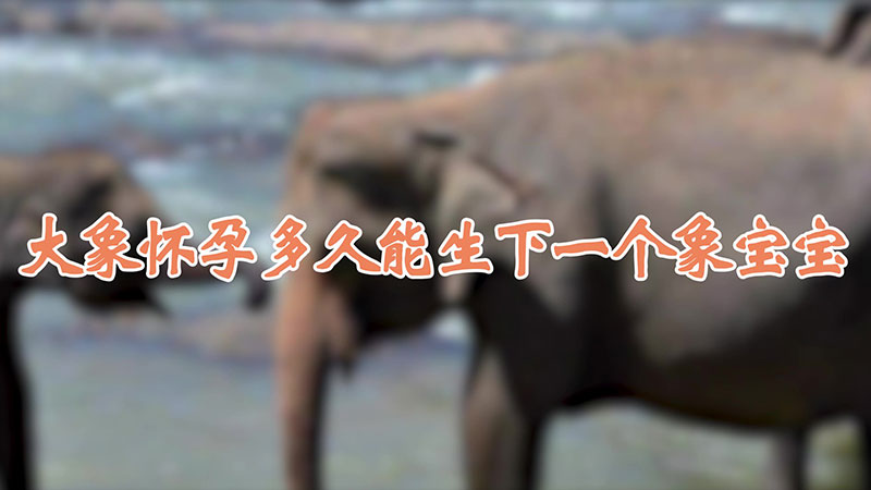 大象怀孕多久能生下一个象宝宝