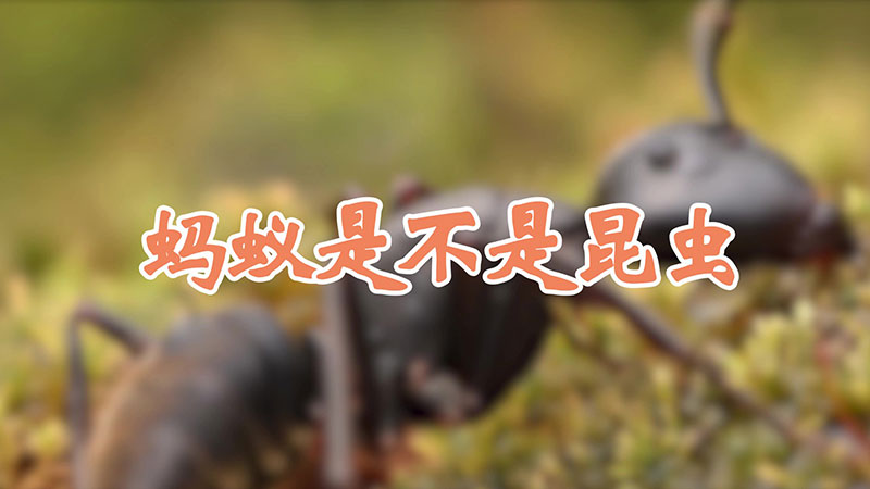 蚂蚁是不是昆虫