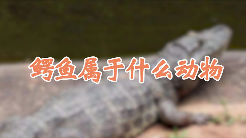 鳄鱼属于什么动物