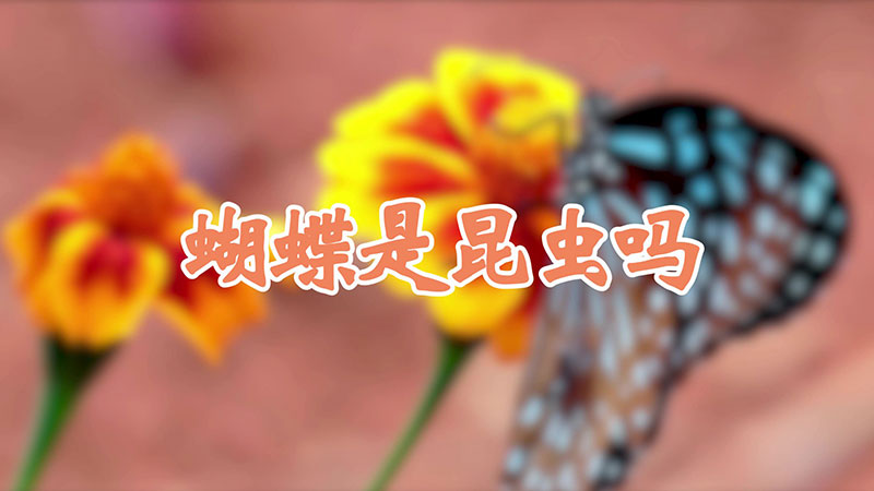 蝴蝶是昆虫吗