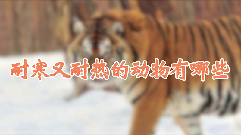 耐寒又耐热的动物有哪些