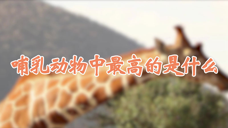 哺乳动物中最高的是什么