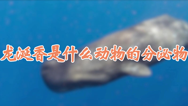 龙涎香是什么动物的分泌物