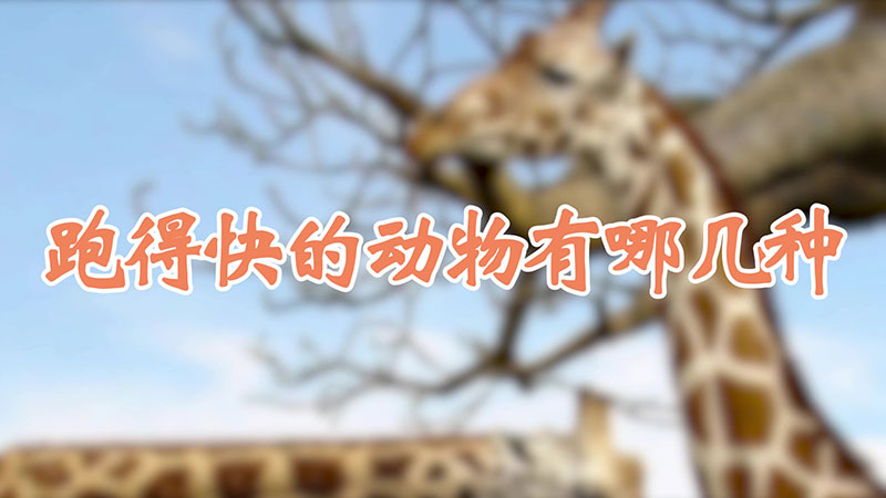 跑得快的动物有哪几种