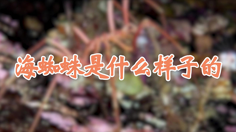 海蜘蛛是什么样子的
