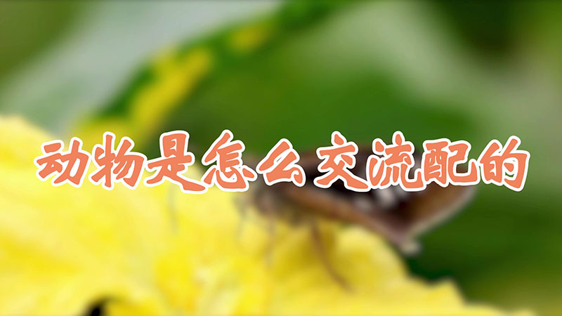 动物是怎么交流配的