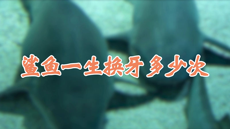 鲨鱼一生换牙多少次