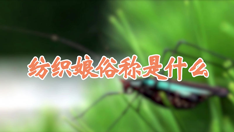 纺织娘俗称是什么