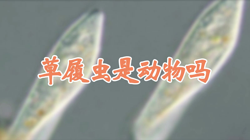 草履虫是动物吗