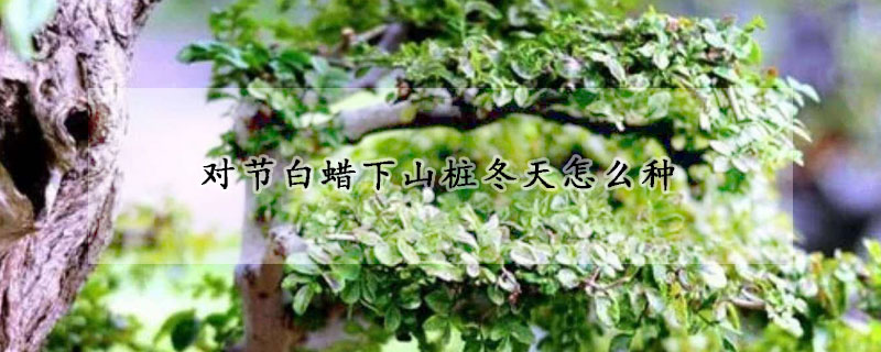 对节白蜡下山桩冬天怎么种