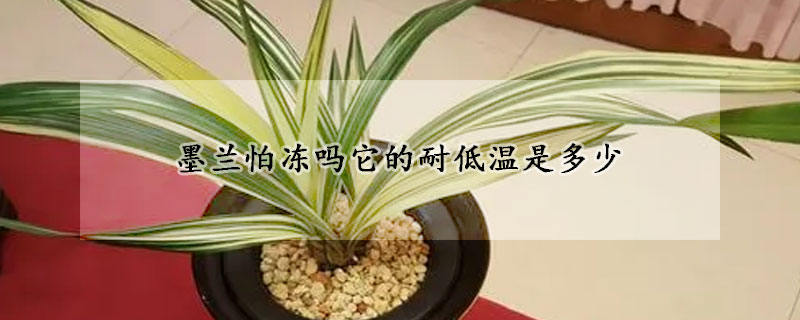 墨兰怕冻吗它的耐低温是多少