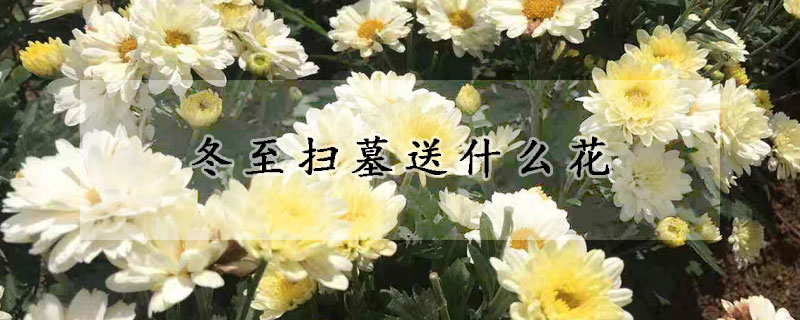 冬至扫墓送什么花