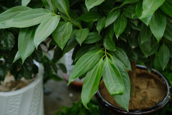 客厅最旺宅的大型植物 适合客厅又旺宅的植物