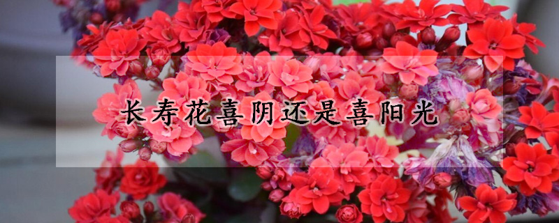 长寿花喜阴还是喜阳光