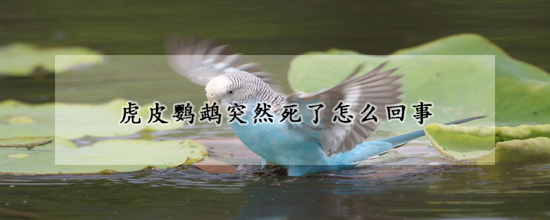 虎皮鹦鹉突然死了怎么回事