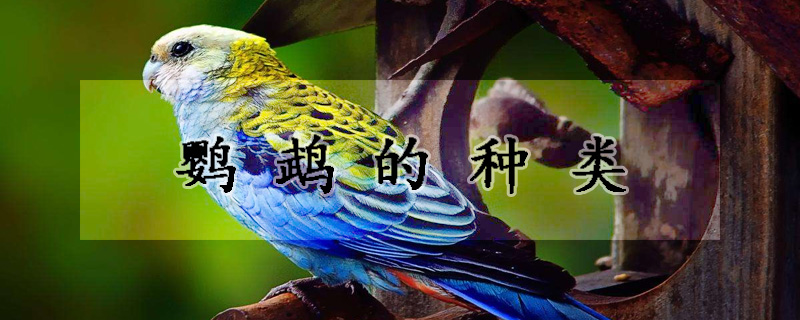 鹦鹉的种类