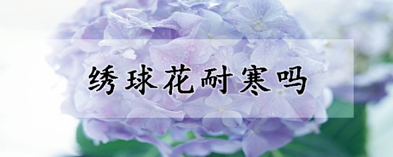 绣球花耐寒吗