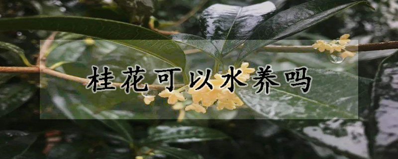 桂花可以水养吗