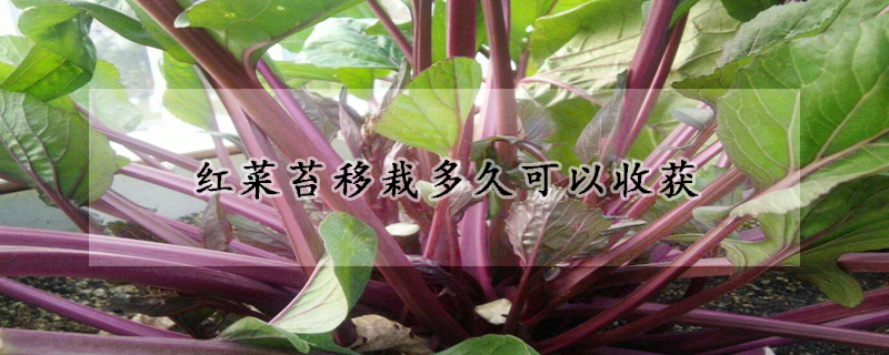 红菜苔移栽多久可以收获