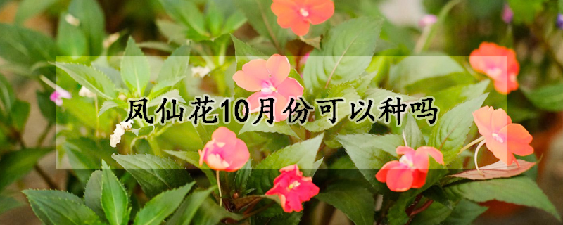 凤仙花10月份可以种吗