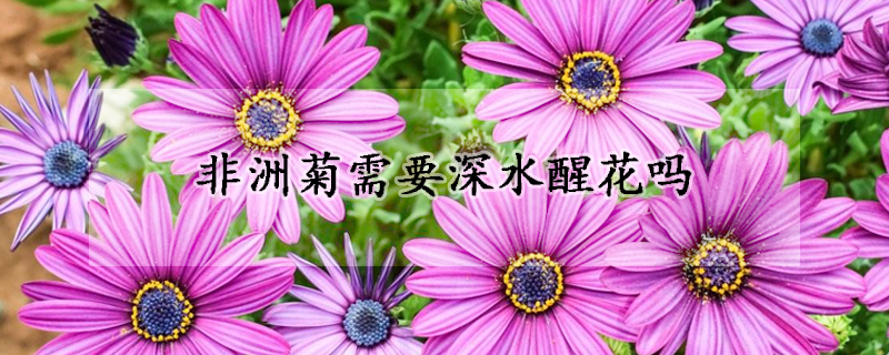 非洲菊需要深水醒花吗