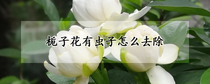 栀子花有虫子怎么去除