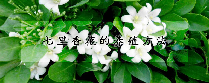 七里香花的养殖方法