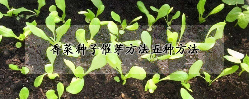 香菜种子催芽方法五种方法