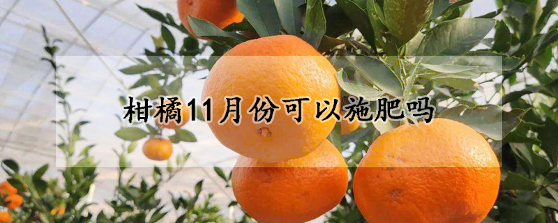 柑橘11月份可以施肥吗