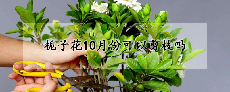 栀子花10月份可以剪枝吗