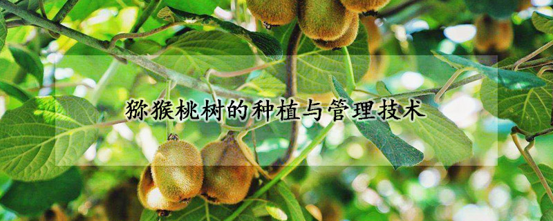 猕猴桃树的种植与管理技术