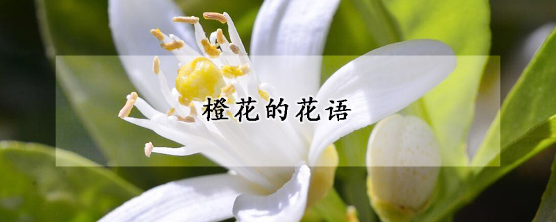 橙花的花语