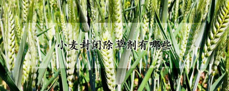 小麦封闭除草剂有哪些