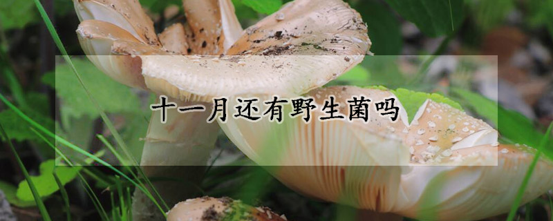 十一月还有野生菌吗