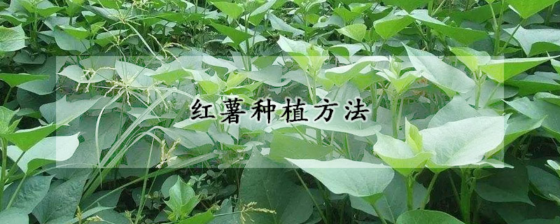 红薯种植方法