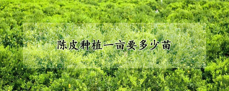 陈皮种植一亩要多少苗