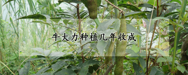 牛大力种植几年收成