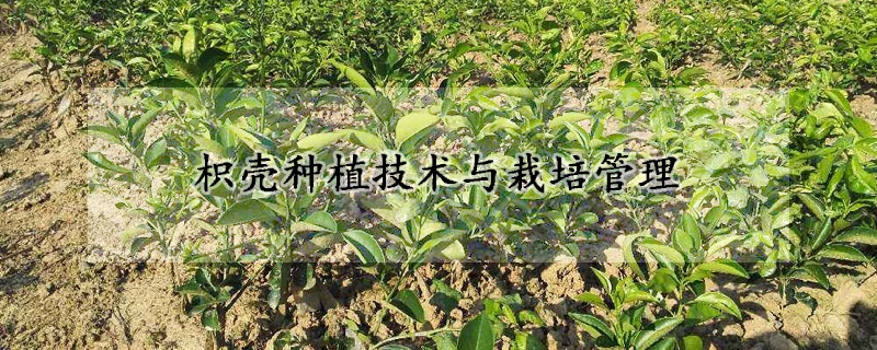 枳壳种植技术与栽培管理