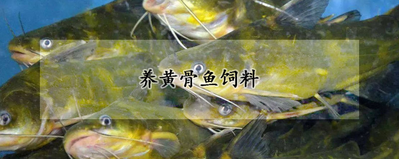 养黄骨鱼饲料