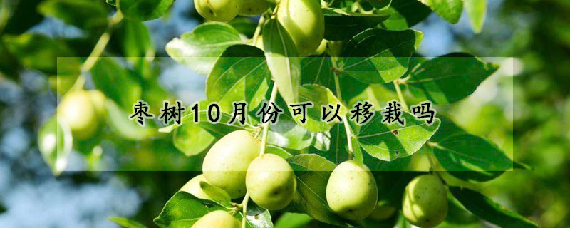 枣树10月份可以移栽吗